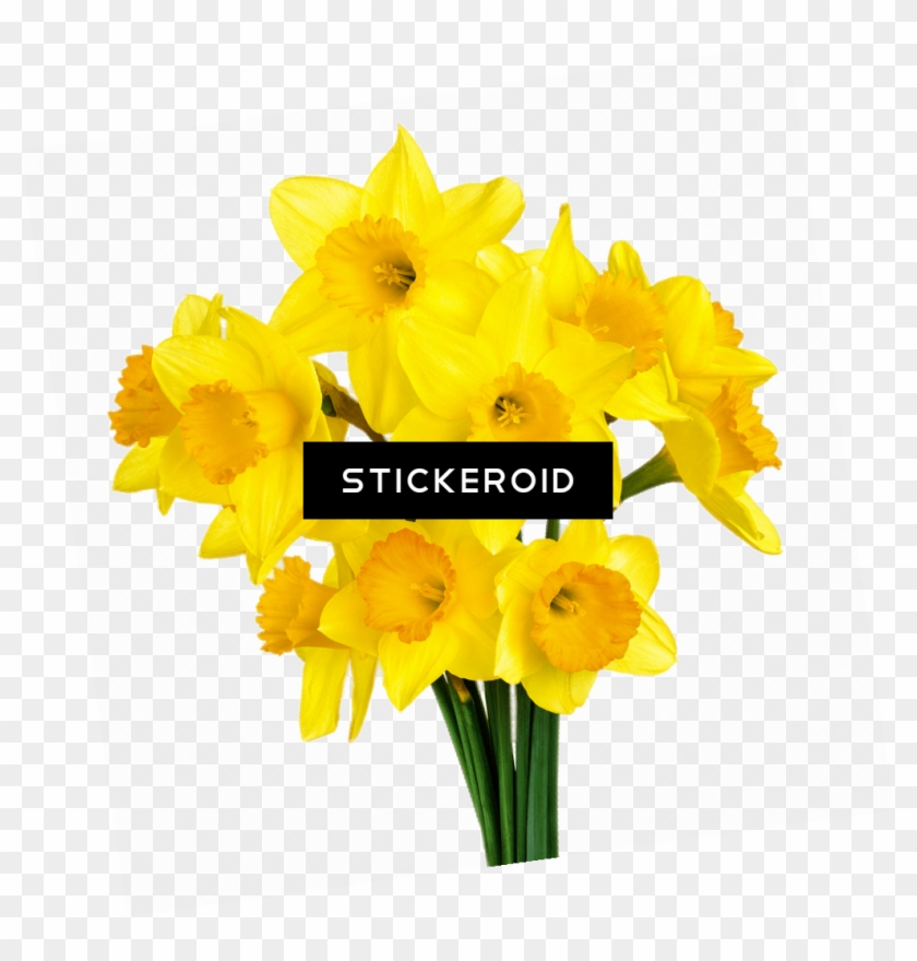 Bunch Of Daffodils , Png Download Clipart #3163882