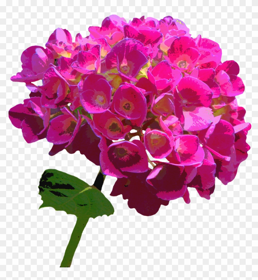 Hydrangea Blossom Bloom - Hydrangea Clipart #3164508