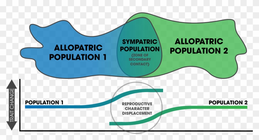 Reproductive Character Displacement Clipart