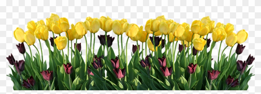 Easter Flower Png Transparent Images - Tulip Clipart #3164769
