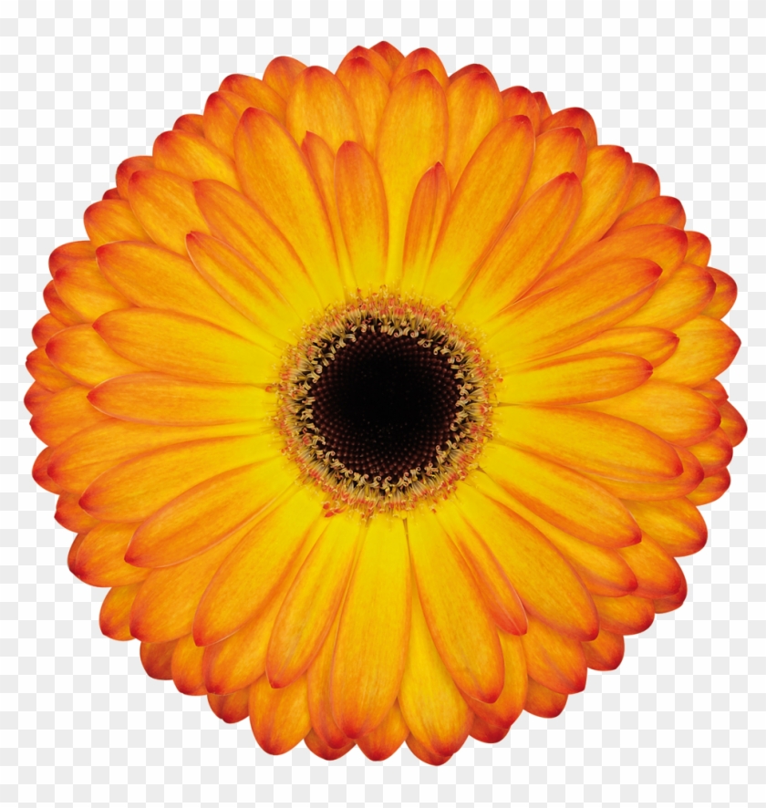 Catwalk - Gerbera Catwalk Clipart #3164781