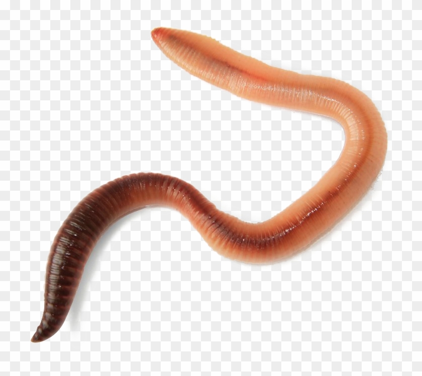 Worms Transparent Image - Live Worm Clipart