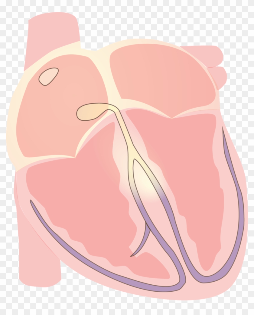 Heart Vector Electrical Q Wave - Illustration Clipart