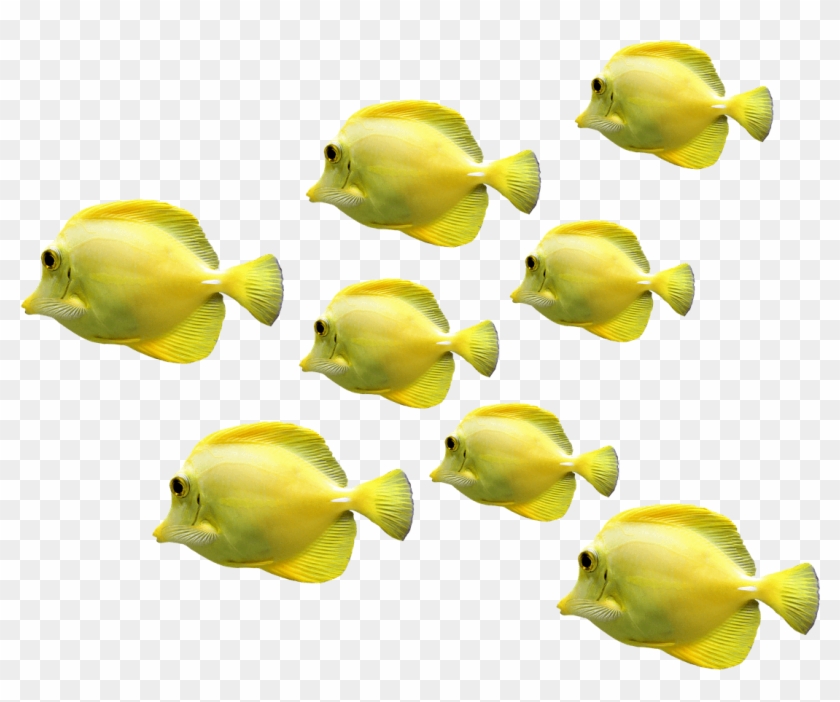 Cropped Fish 2817329 1280 1 1 - Coral Reef Fish Clipart #3167161