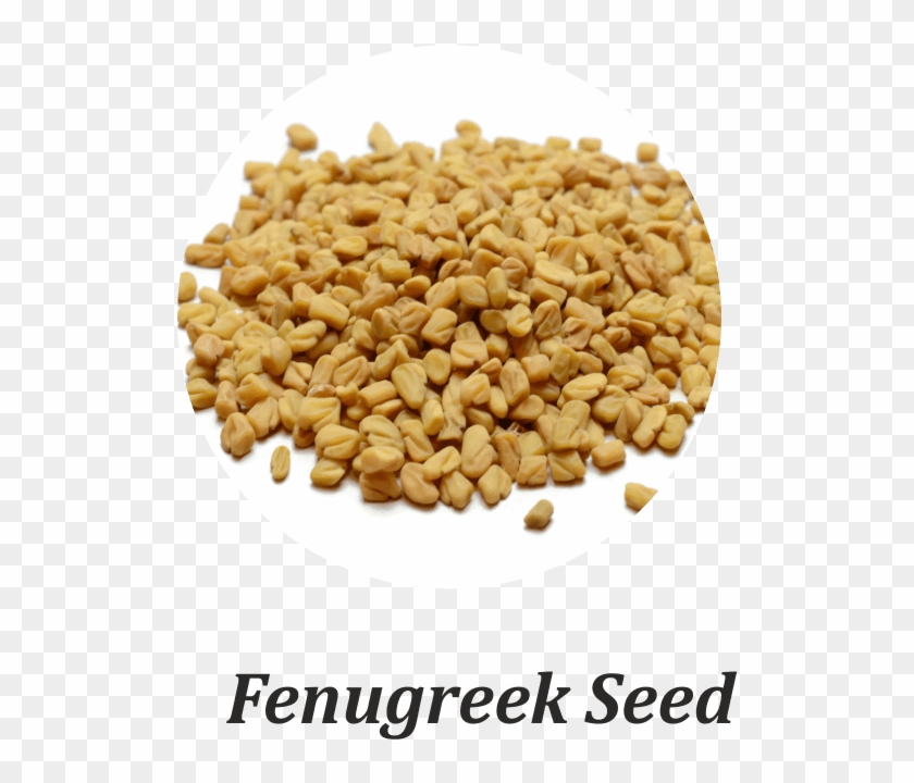 Fenugreek Seeds Are Tiny, Bitter, Dicotyledonous Seeds - Coriander Clipart #3168329