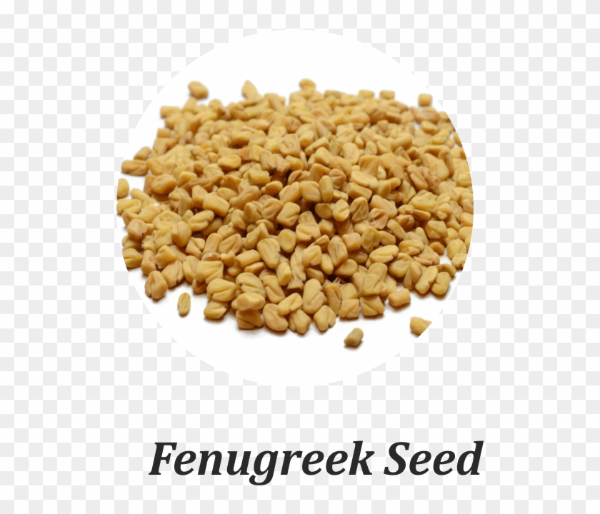 Fenugreek Seeds Are Tiny, Bitter, Dicotyledonous Seeds - Coriander Clipart