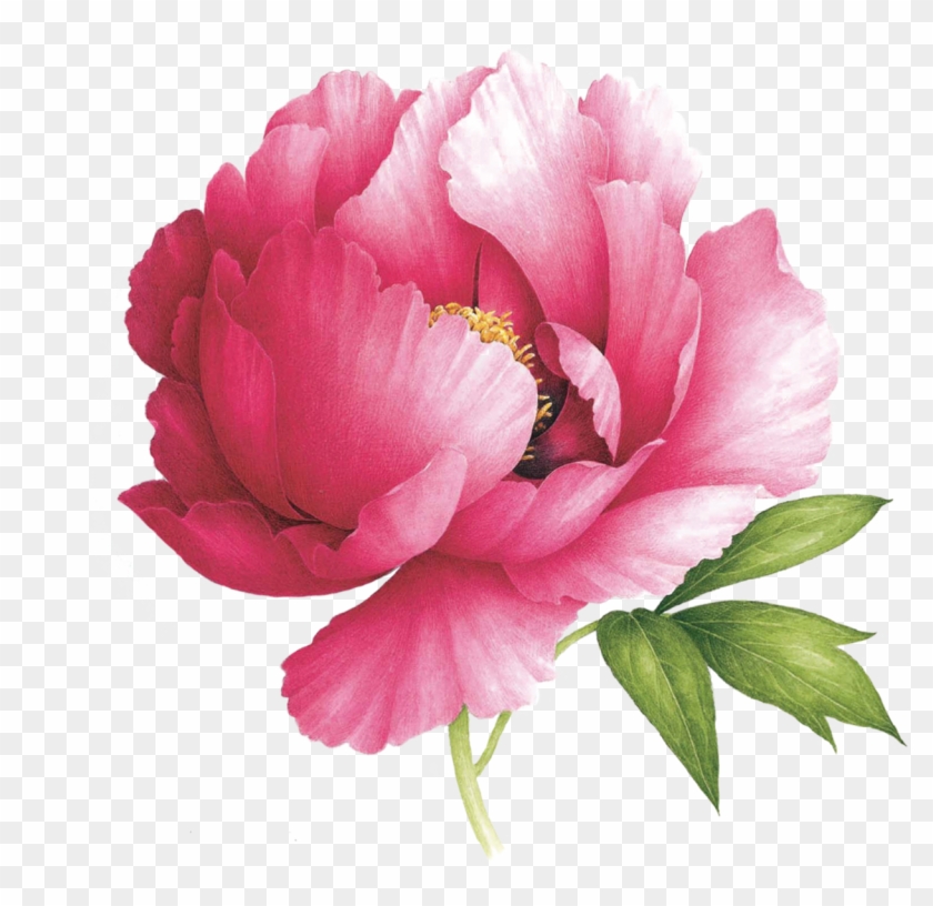 Peony Scented Tattoo - Watercolour Peony Paintings Clipart