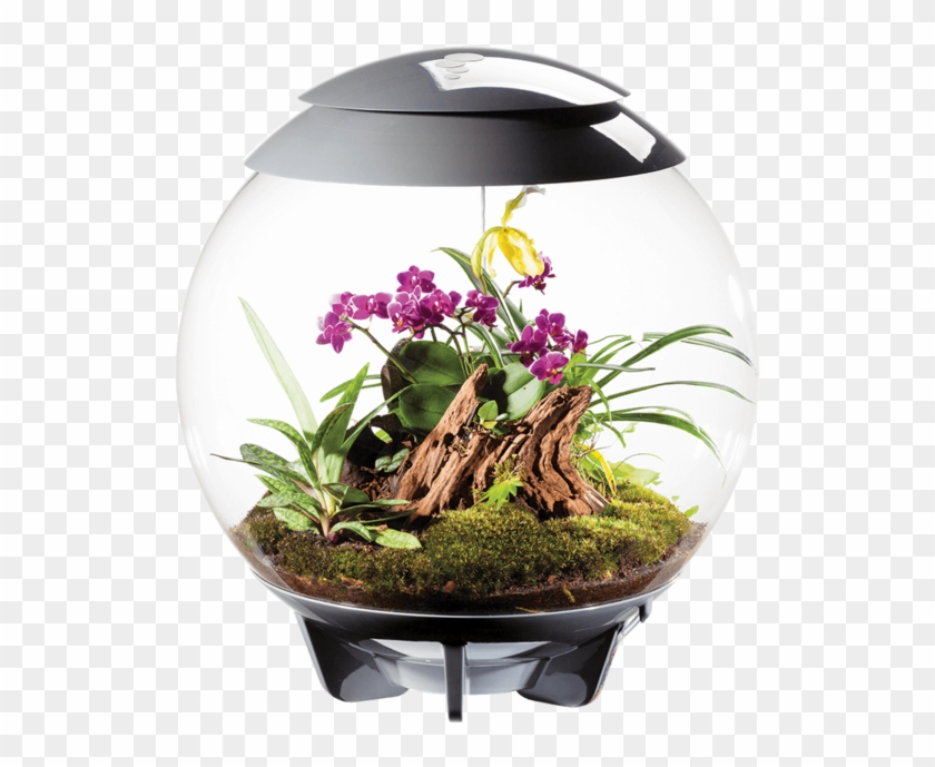 The Humidity, Light Conditions And Air Supply For The - Biorb Terrarium Clipart #3169092