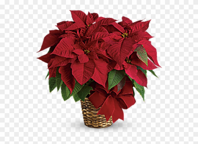 Red Poinsettia Tf - Red Poinsettia Clipart #3169202