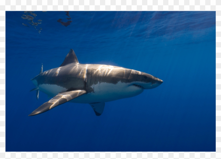 White Shark Guadalupe 1 Canvas Print - Shark Clipart