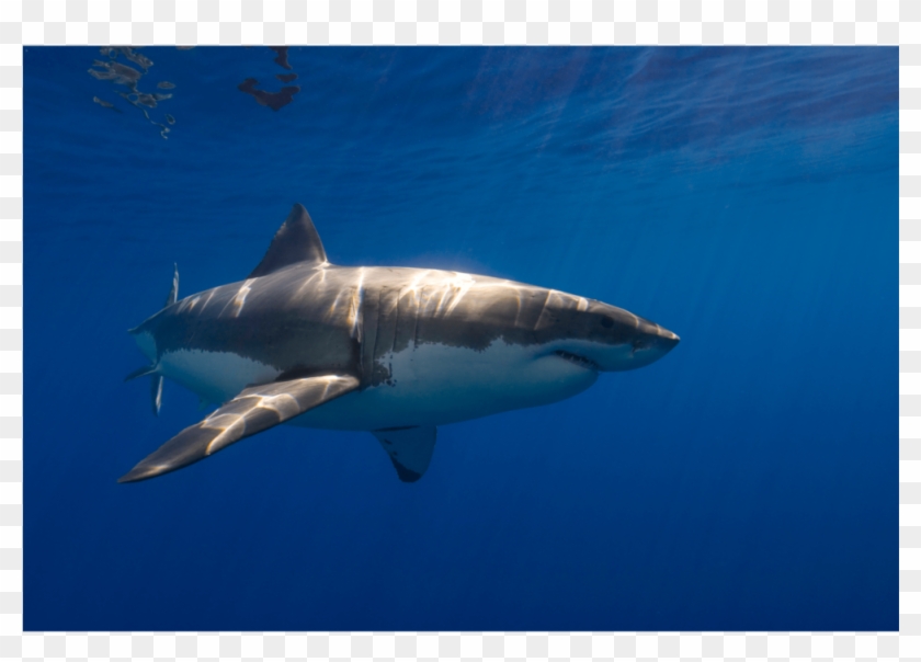White Shark Guadalupe 1 Canvas Print - Shark Clipart #3170525