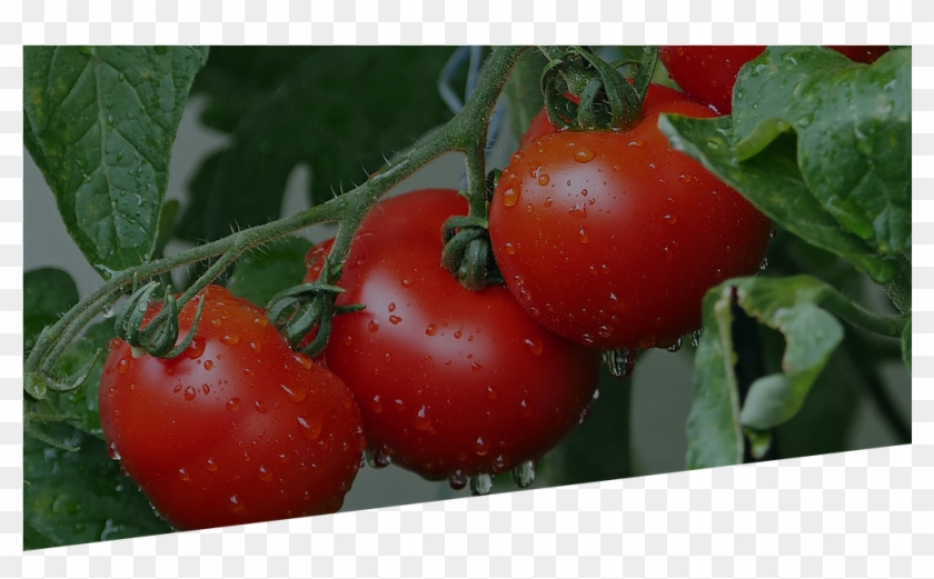 North American - All Kinds Of Tomato Clipart