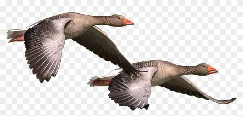 Wild Goose Goose Wild Geese Png Image - Patos Png Clipart