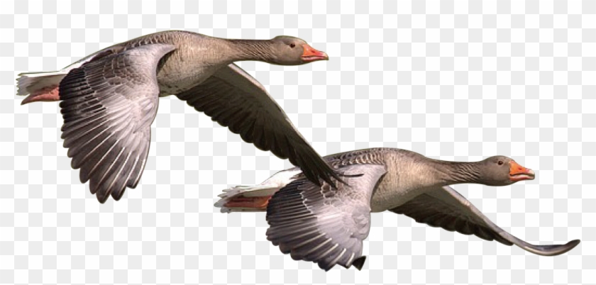 Wild Goose Goose Wild Geese Png Image - Patos Png Clipart #3171794