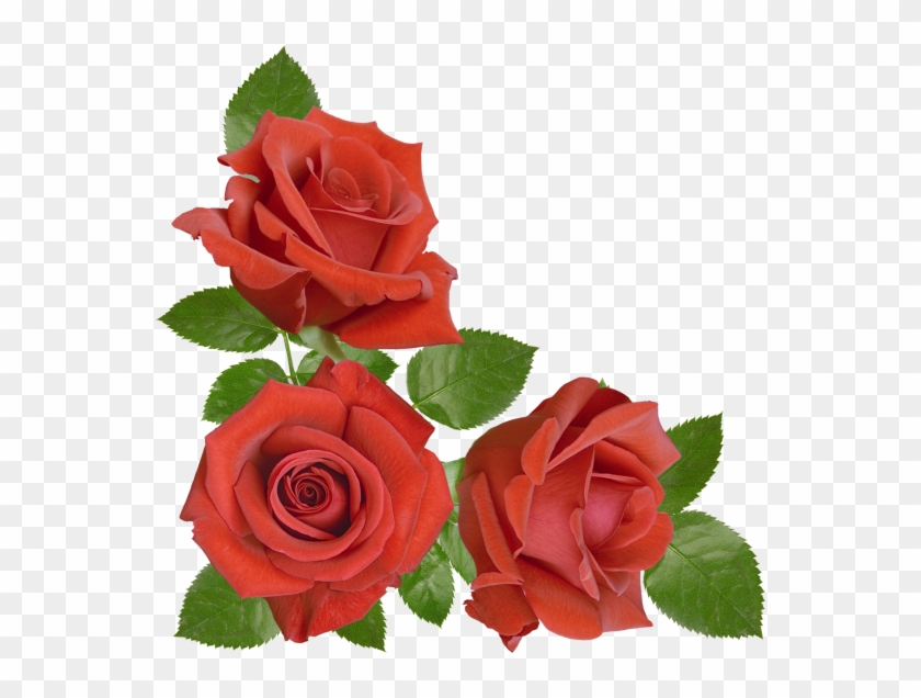 Red Rose - Floribunda Clipart #3172202
