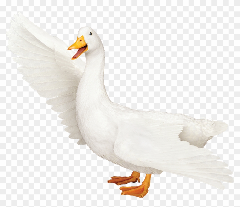 Aflac Logo Png - Transparent Aflac Duck Clipart #3172272