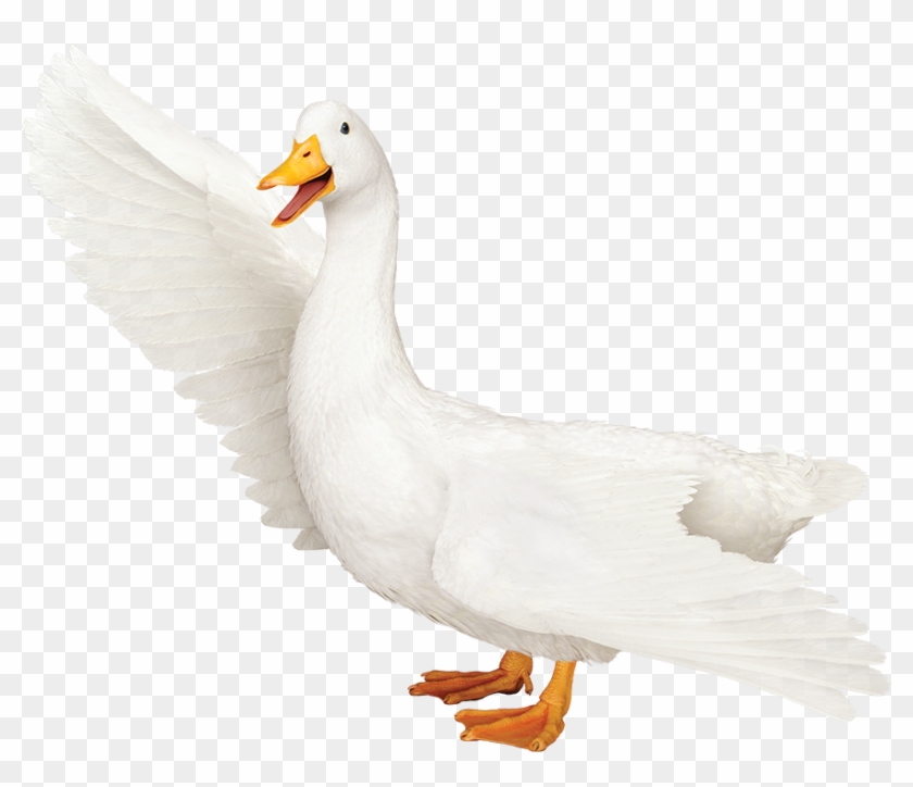 Aflac Logo Png - Transparent Aflac Duck Clipart