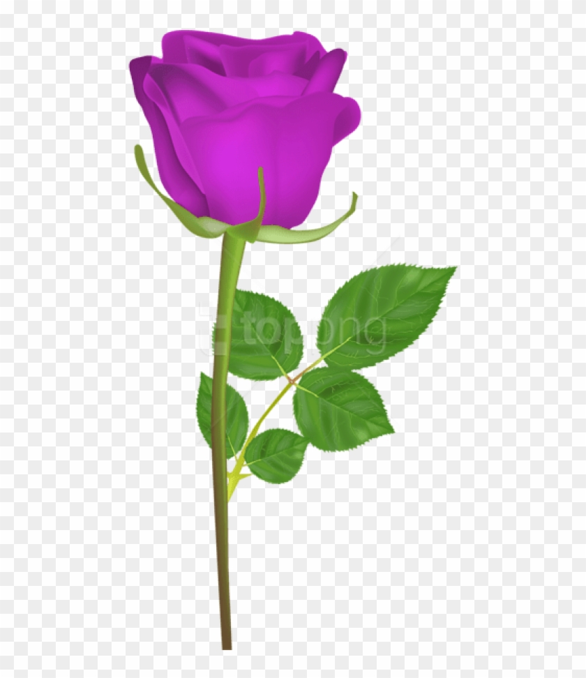 Free Png Download Rose With Stem Purple Png Images - Png Gulab Ka Phool Clipart
