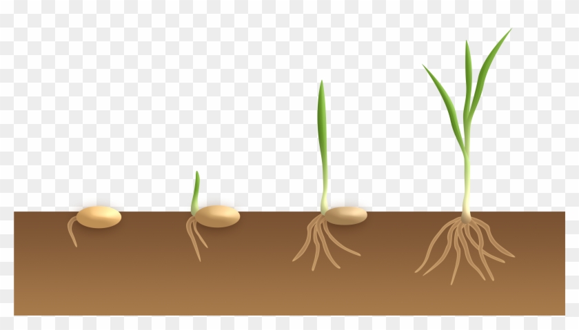 Monocotyledon Flower Germination Clipart