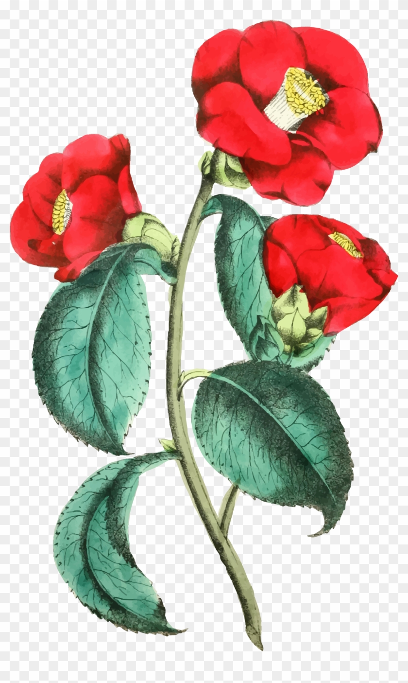 This Free Icons Png Design Of Flower Illustration 2 - Flower Illustration Png Clipart #3173032