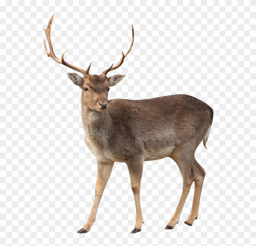 Donde Viven Los Ciervos Clipart