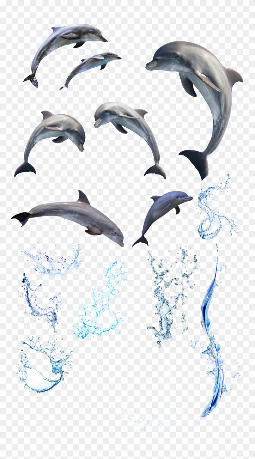Splash Dolphins Water Sea Sealife Ocean - Common Bottlenose Dolphin Clipart #3176060