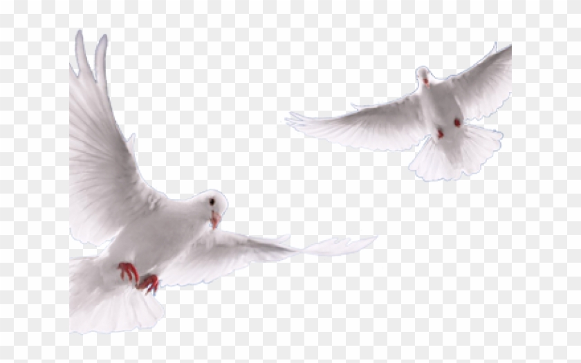 European Herring Gull Clipart