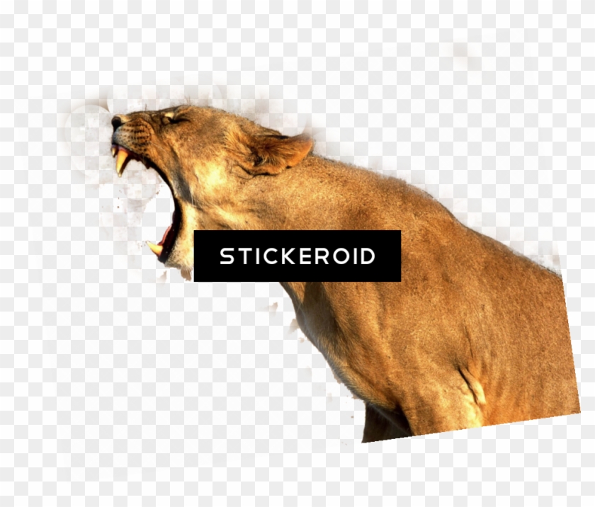 Lions Poster Photo Print , Png Download Clipart