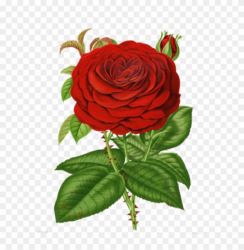 Floral Theme Single Rose, Floral Theme, Flower Pictures, - Vintage Roses Psd Clipart