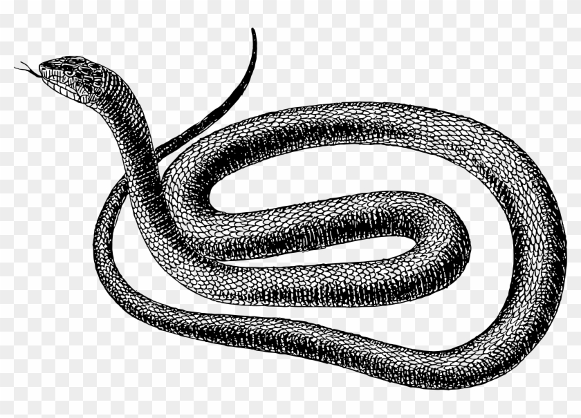 Rattlesnake Clipart Snakeblack - Rat Snake Clip Art - Png Download