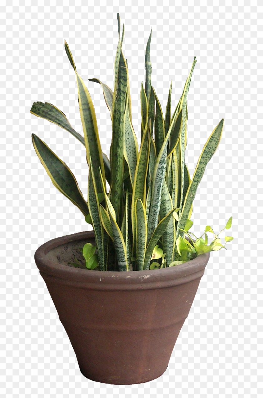 Snake Plant Png - Viper's Bowstring Hemp Succulents Clipart