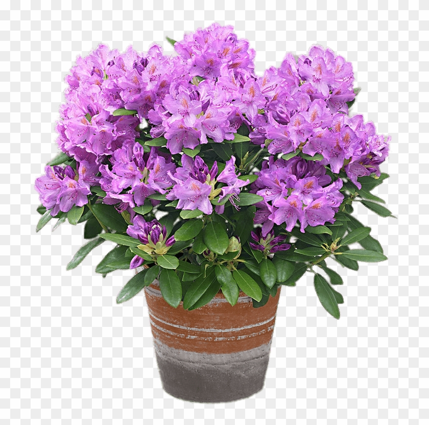 Download - Plante Rhododendron Clipart #3182129
