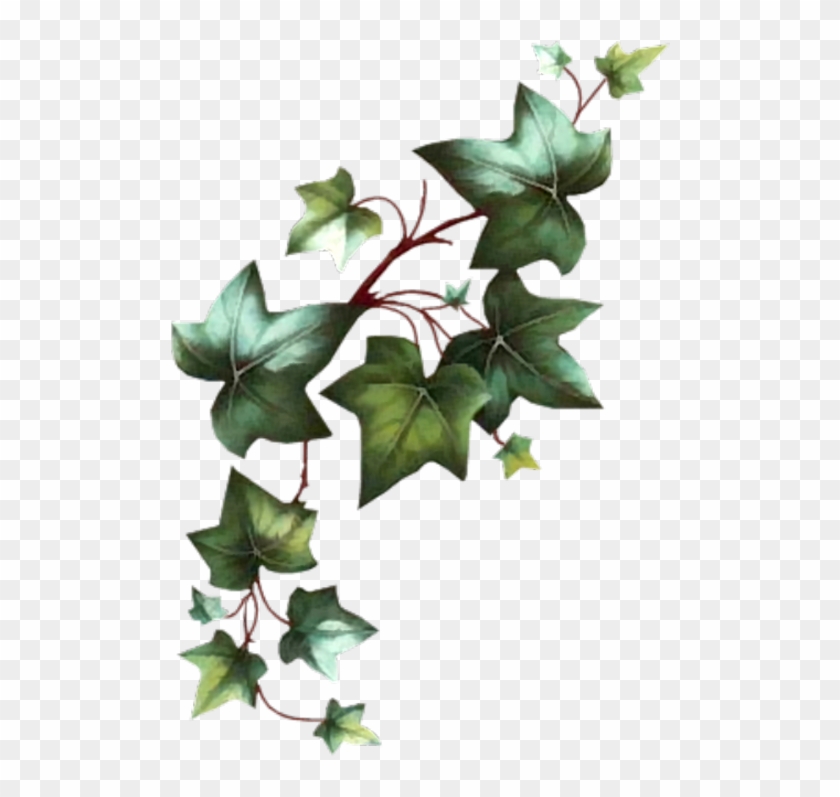 Ivy Tattoo, Vine Tattoos, Leaf Tattoos, Body - Transparent Poison Ivy Vine Clipart