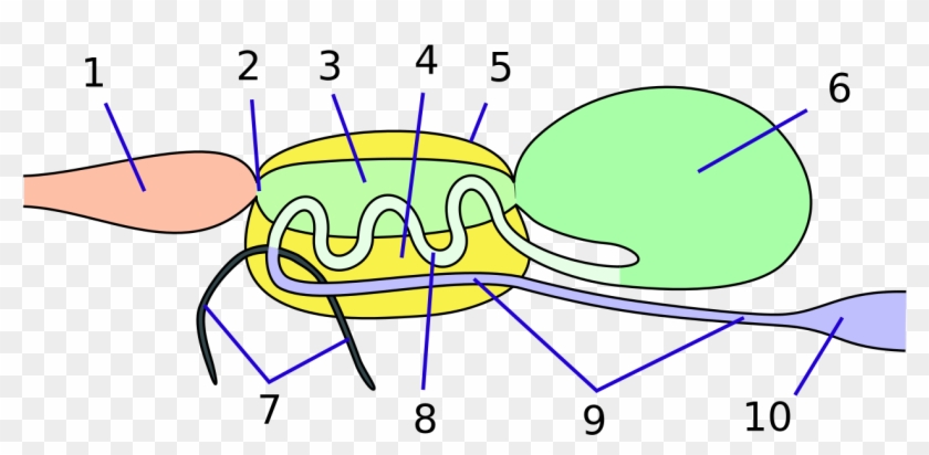 Vector Mosquito Png - Filter Chamber Clipart