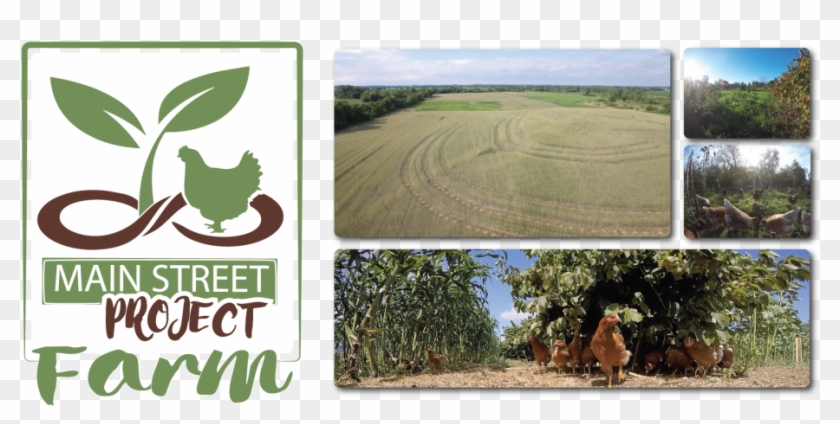 Main Street Project Farm Poultry Regenerative - Field Clipart #3183955