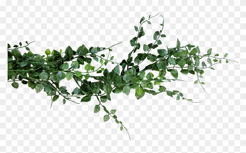Eucalyptus Garland Png - Eucalyptus Png Clipart #3185111