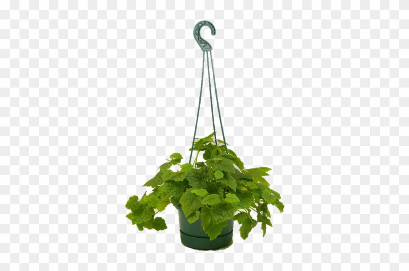 130mm Assorted Hanging Basket - Illustration Clipart