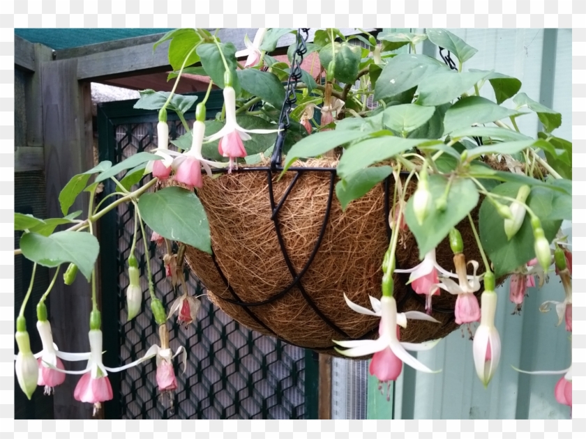 Fuschia Hanging Baskets - Epiphyllum Pumilum Clipart #3185155