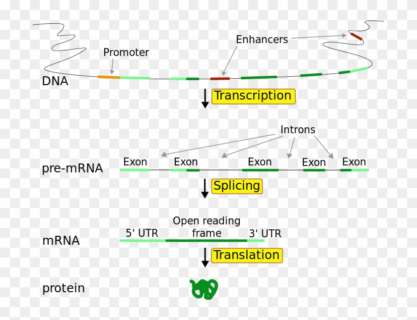 Difference Between Coding And Noncoding Dna - Functional Structure Of A Gene Clipart