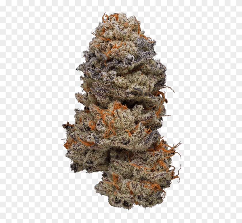 Nugshots Elite A Showcase Of The Finest Cannabis - Christmas Tree Clipart