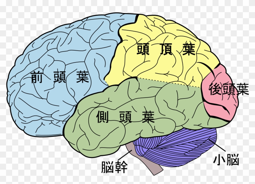 Brain Diagram Png - Lobes Of The Brain Clipart