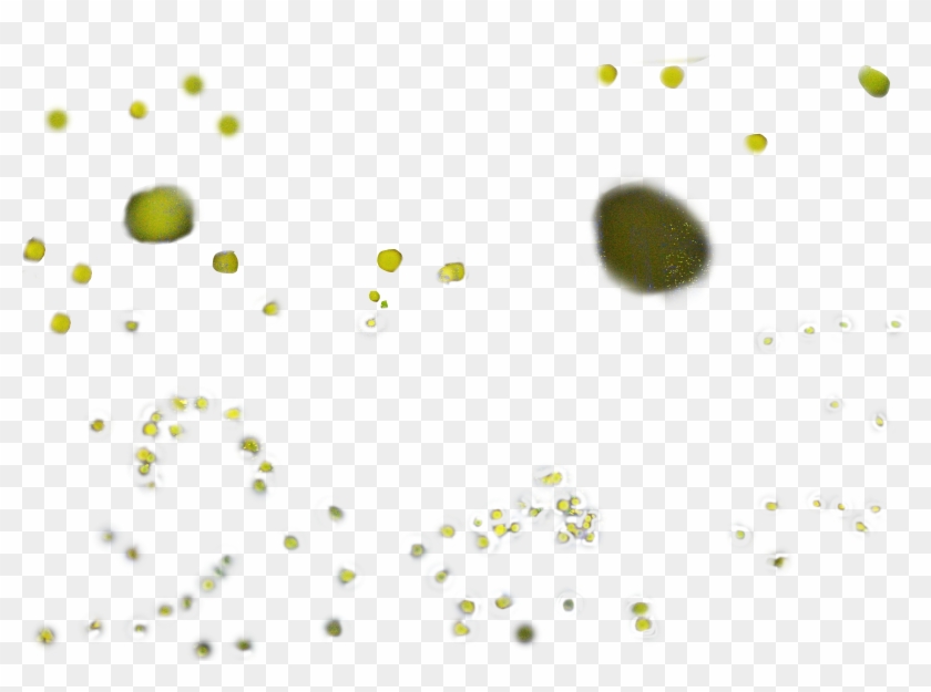Fireflies Png Clipart