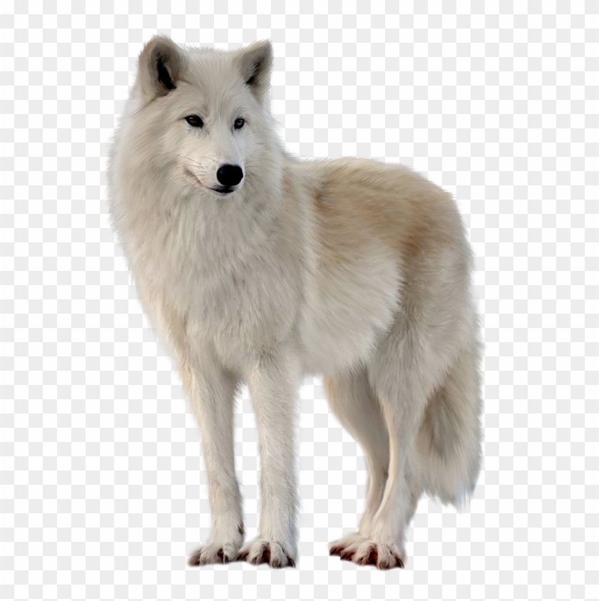 Png Imges Free Download - Wolf Transparent Clipart #3190281