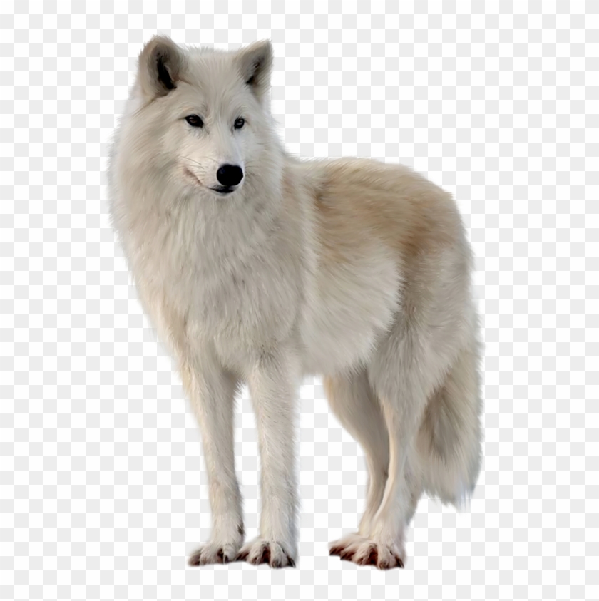 Png Imges Free Download - Wolf Transparent Clipart