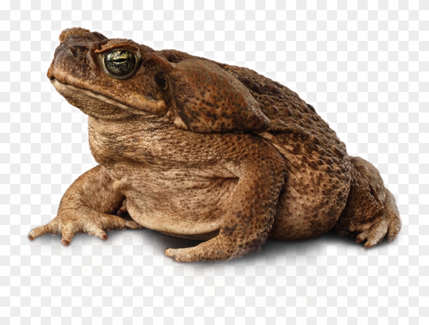 Cane Toad - Eastern Spadefoot Clipart