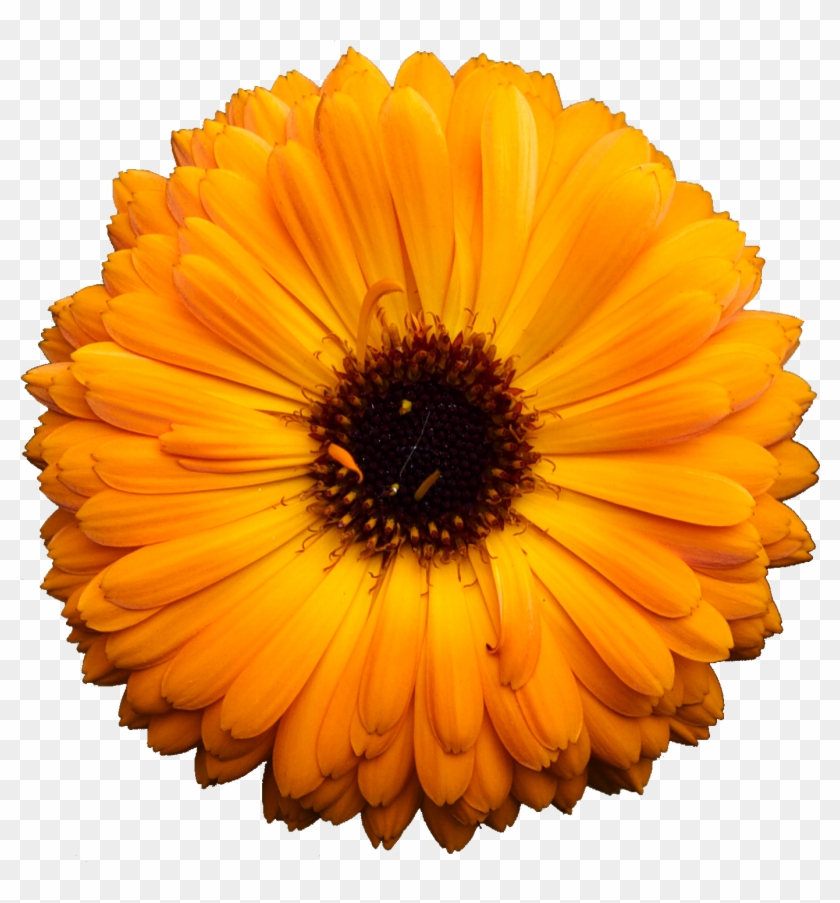 Pot Marigold Clipart