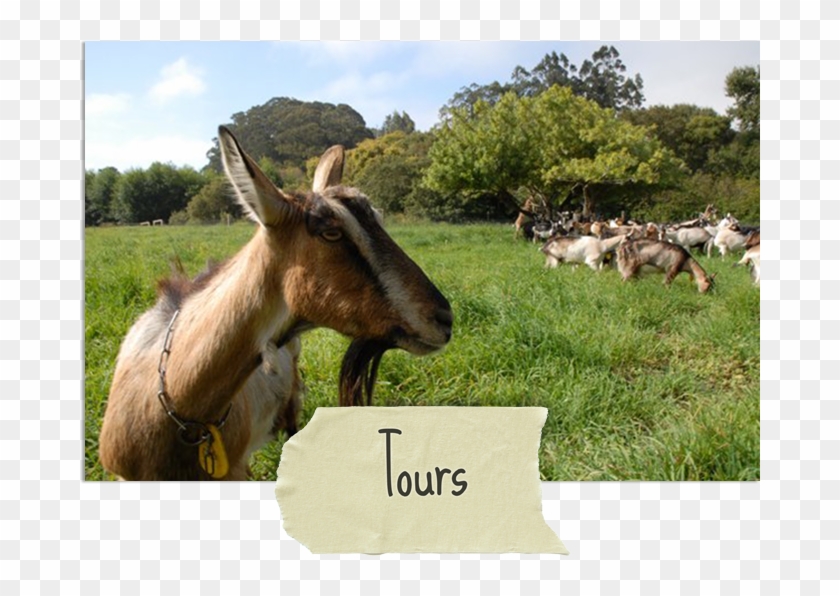 Our Land, Buildings And Water Are Cared For And Appreciated - Burro Clipart #3191339