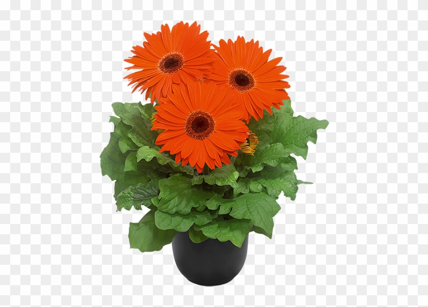 Orange Bc - Barberton Daisy Clipart #3191580