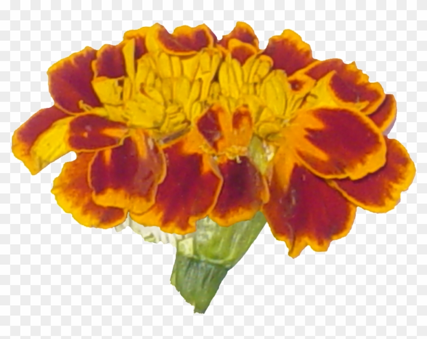 English Marigold Clipart #3191584