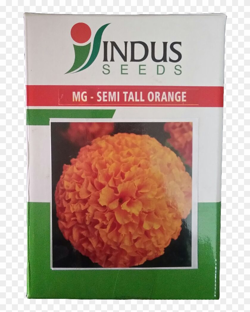 Tagetes Patula Clipart #3191585